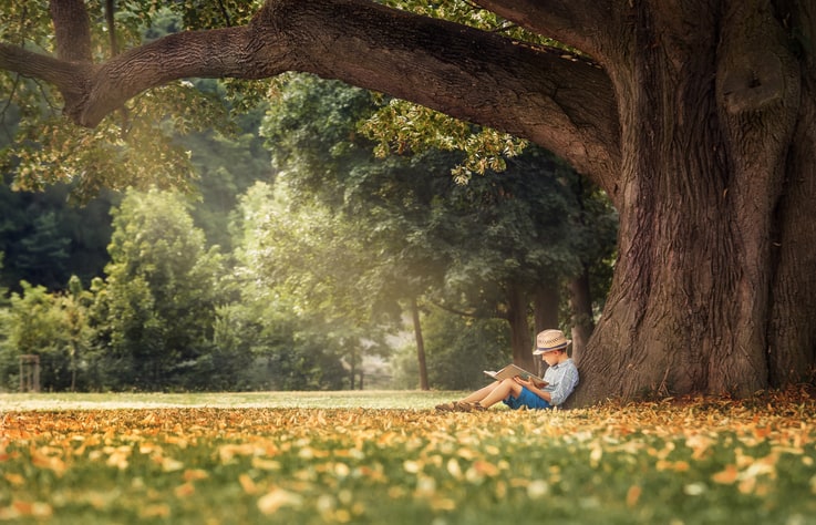 Little boy reading a book under big linden tree Little boy reading a book under big linden tree
